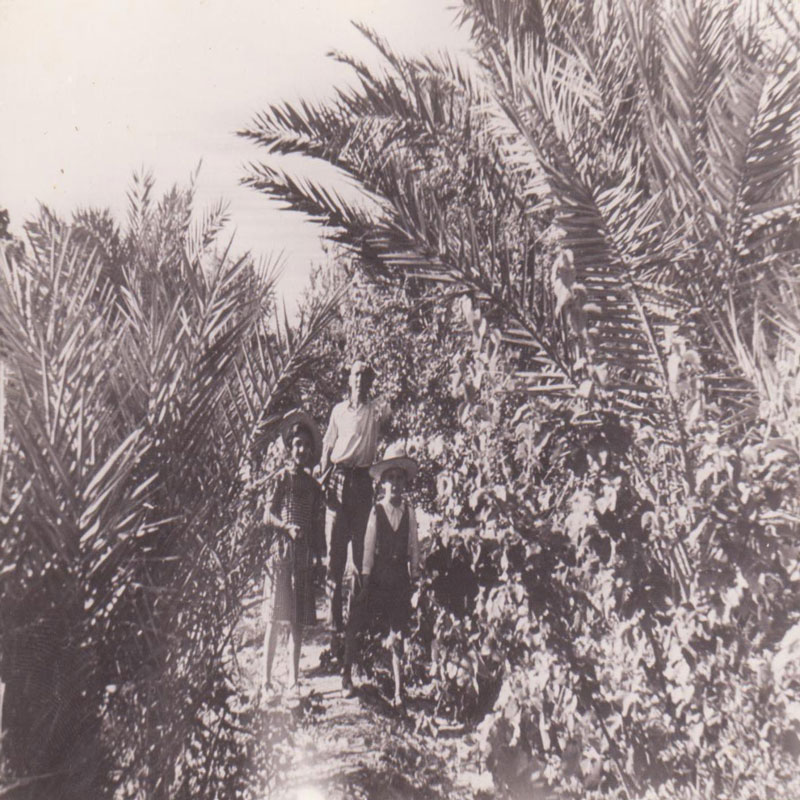 Plants: image 1 0f 4 thumb